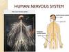 Human nervous system