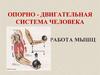 Опорно-двигательная система человека. Работа мышц