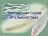 Тип плоские черви (Plathelminthes)