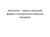 Анатомия - наука о внешней форме и внутреннем строении человека. Анатомические термины
