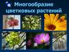 Многообразие цветковых растений