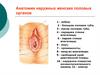 Анатомия наружных женских половых органов