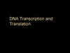 DNA Transcription and Translation