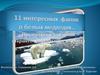11 интересных фактов о белых медведях