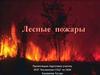 Лесные пожары. Условия возникновения пожара