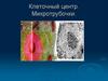 Клеточный центр. Микротрубочки