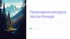 Природные ресурсы. Леса в Канаде