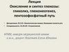 Окисление и синтез глюкозы: гликолиз, глюконеогенез, пентозофосфатный путь