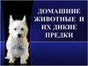 Домашние животные и их дикие предки