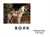 Волк - опасные хищники