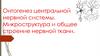 Онтогенез центральной нервной системы. Микроструктура и общее строение нервной ткани
