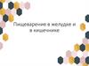 Пищеварение в желудке и в кишечнике