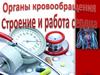 Органы кровообращения. Строение и работа сердца