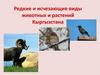 Редкие и исчезающие виды животных и растений Кыргызстана