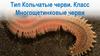 Тип Кольчатые черви. Класс Многощетинковые черви