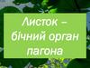 Листок – бічний орган пагона