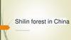 Shilin forest in China