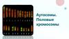 Аутосомы. Половые хромосомы