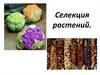 Селекция растений