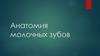 Анатомия молочных зубов