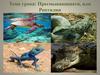 Пресмыкающиеся, или Рептилии