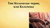 Тип Кольчатые черви, или Кольчецы