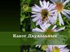 Класс Двудольные. Семейство бобовые