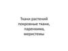 Ткани растений: покровные ткани, паренхима, меристемы