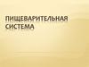 Пищеварительная система