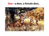Doe - a deer, a female deer