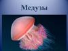 Медузы. Медузы старше динозавров