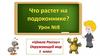 Что растет на подоконнике? Урок 8