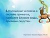 Положение человека в системе приматов, наиболее близкие виды, признаки сходства