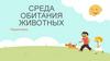 Среда обитания животных