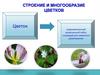 Строение и многообразие цветков