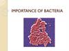 Importance of bacteria