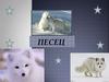 Песец. Описание
