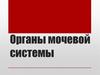 Органы мочевой системы