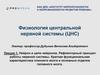 Нейрон и цепи нейронов. Рефлекторный принцип работы нервной системы  (лекция 1)