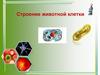Строение животной клетки