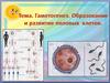 Гаметогенез. Образование и развитие половых клеток  (тема 14)