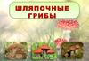 Шляпочные грибы