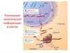 Реализация генетической информации в клетке