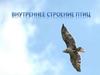 Внутреннее строение птиц