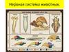 Нервная система животных