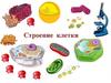 Строение клетки