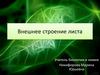Внешнее строение листа