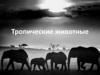 Игра "Тропические животные"
