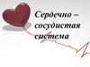 Сердечно - сосудистая система