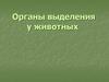Органы выделения у животных